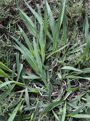 Paspalum dilatatum