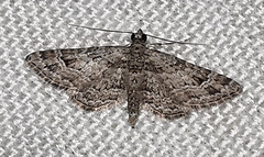 Gymnoscelis rufifasciata