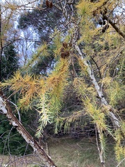 Larix