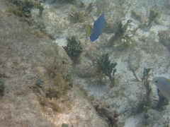 Acanthurus coeruleus