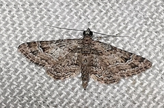 Gymnoscelis rufifasciata