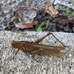 Schistocerca alutacea