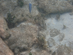 Acanthurus coeruleus