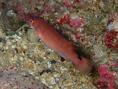 Ctenolabrus rupestris