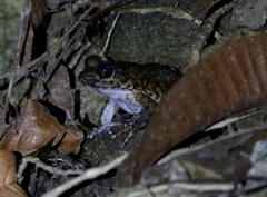 Mantidactylus grandidieri