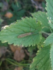 Tipula luteipennis