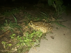 Rhinella arenarum