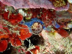 Thylacodes arenarius