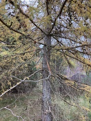Larix
