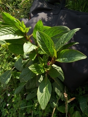 Phytolacca bogotensis
