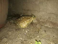 Rhinella arenarum