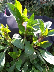 Phytolacca bogotensis