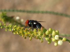 Chrysomya marginalis
