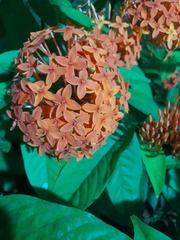 Ixora coccinea