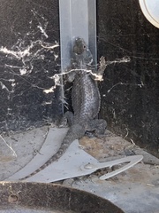 Sceloporus