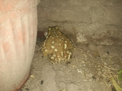 Rhinella arenarum
