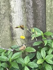 Melissodes dentiventris