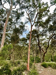 Angophora costata
