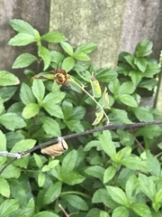 Melissodes dentiventris