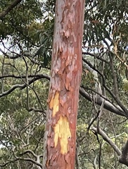 Angophora costata