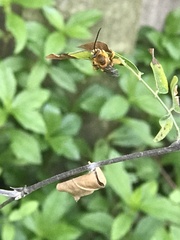 Melissodes dentiventris