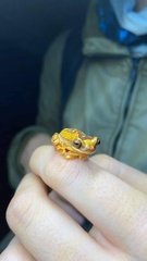 Dendropsophus ebraccatus