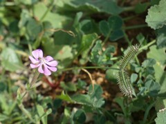 Silene colorata