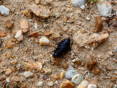 Licinus