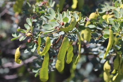 Senna artemisioides alicia