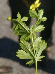 Phragmidium tormentillae