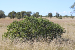 Senna artemisioides alicia