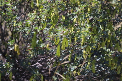 Senna artemisioides alicia