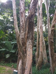 Melaleuca leucadendra