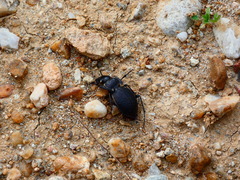 Licinus