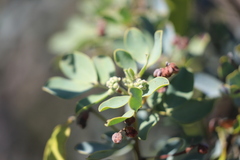 Senna artemisioides alicia