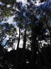 Melaleuca leucadendra