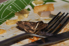 Sphingomorpha chlorea