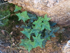 Notholaena standleyi