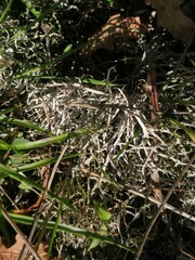 Cladonia rangiformis