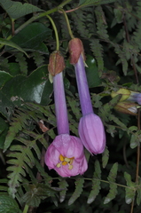Passiflora cumbalensis