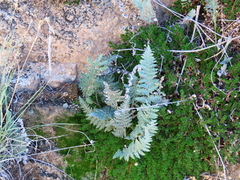 Myriopteris lindheimeri