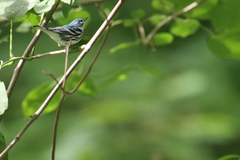 Setophaga cerulea