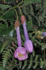 Passiflora cumbalensis