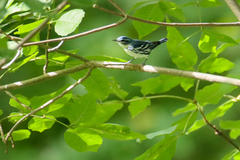 Setophaga cerulea