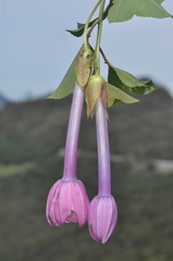 Passiflora cumbalensis