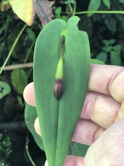 Pleurothallis