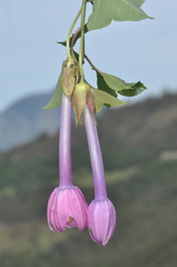 Passiflora cumbalensis