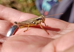 Paroxya atlantica