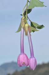Passiflora cumbalensis