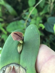 Pleurothallis